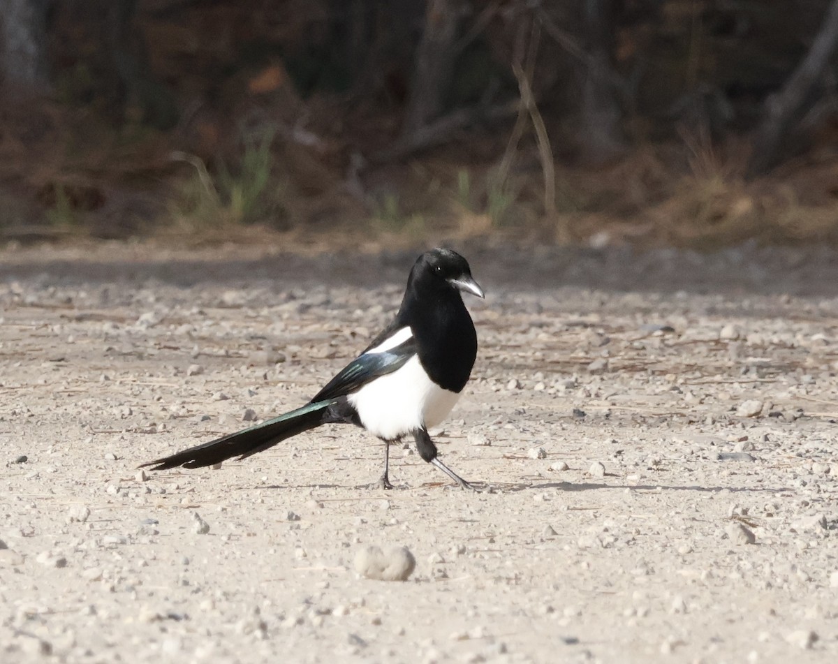 Black-billed Magpie - ML635759130