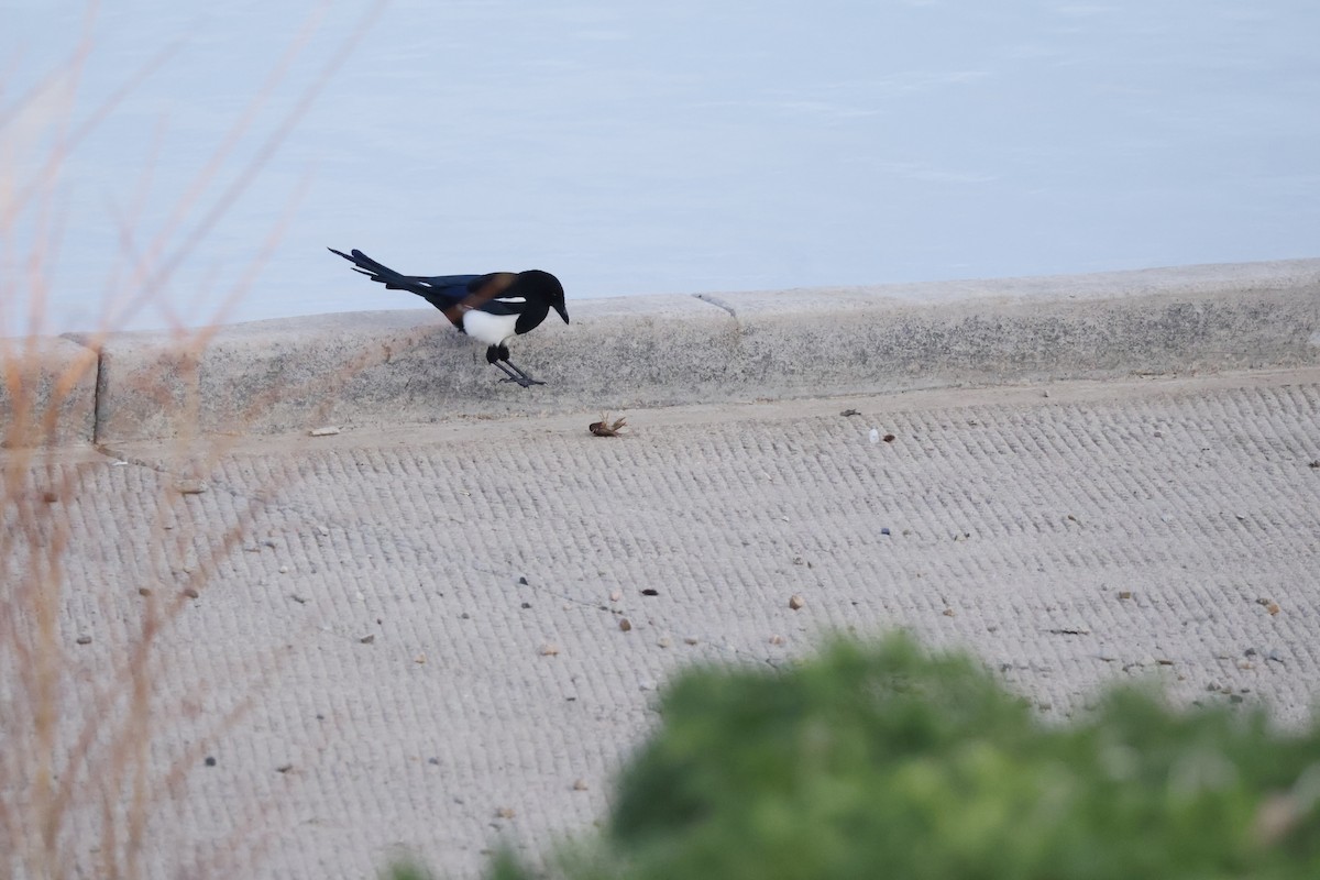 Black-billed Magpie - ML635759134