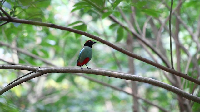 Western Hooded Pitta - ML635759154