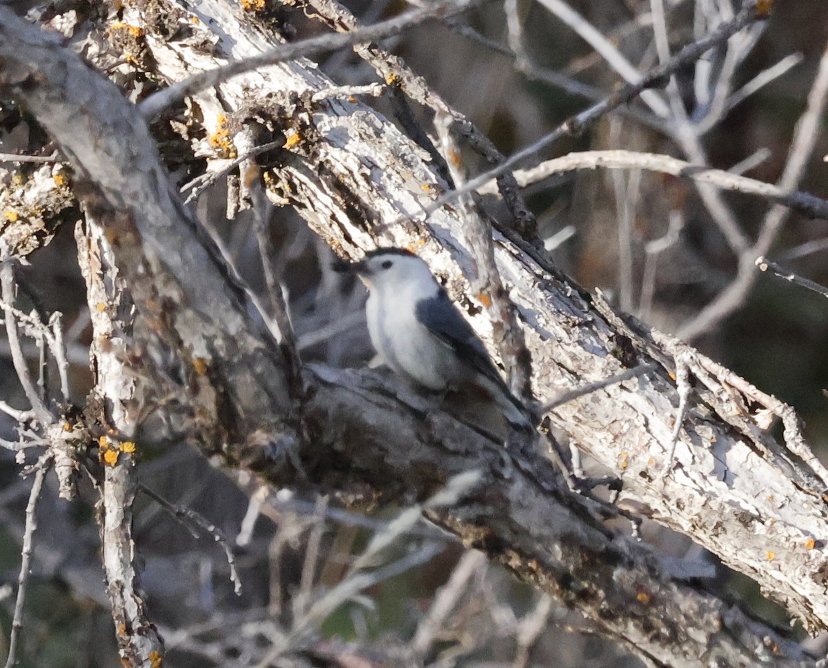 White-breasted Nuthatch - ML635759175