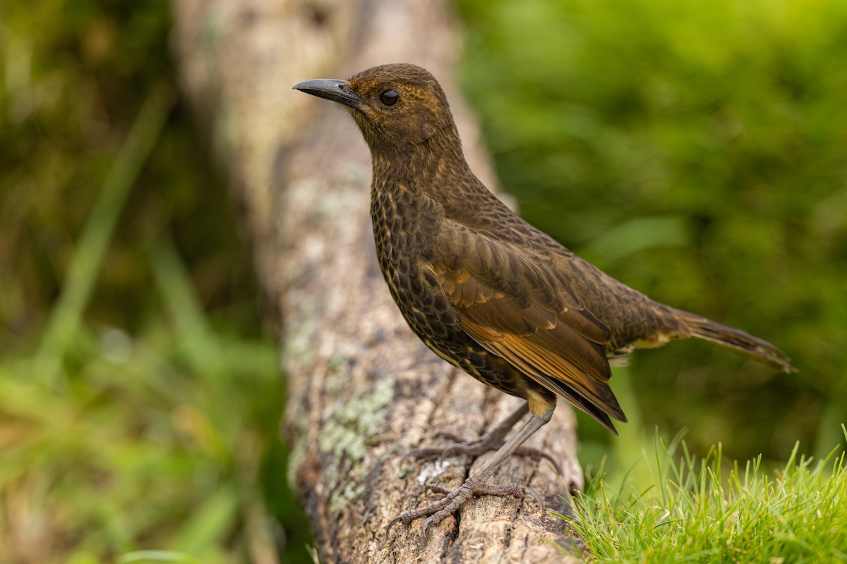 Tristan Thrush - ML635759249
