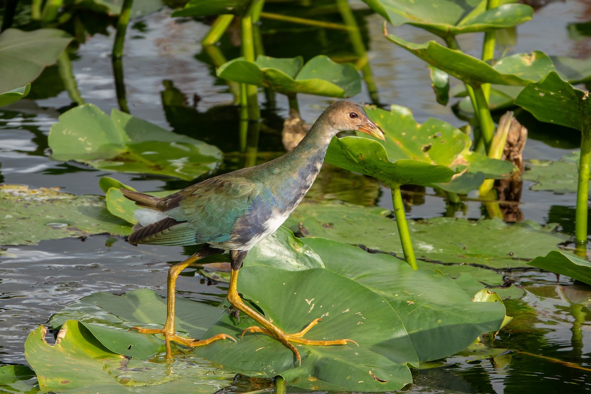 Uroilo urdin amerikarra - ML635759250