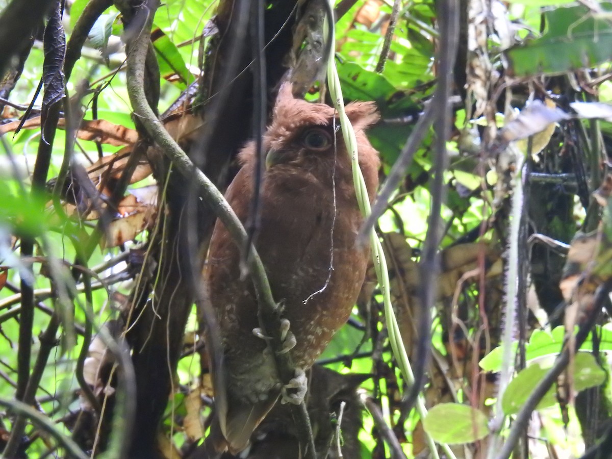 Choco Screech-Owl - ML635759300