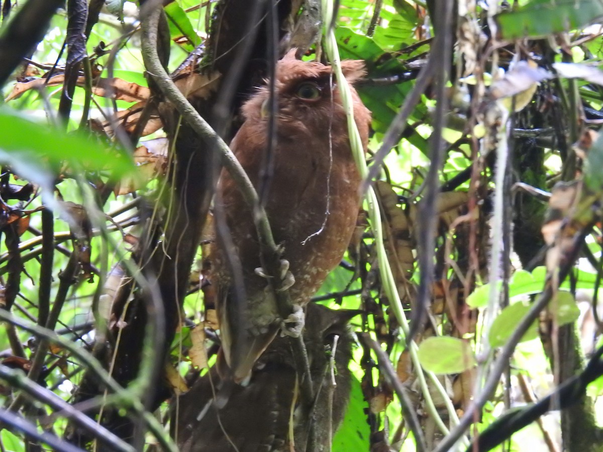 Choco Screech-Owl - ML635759301
