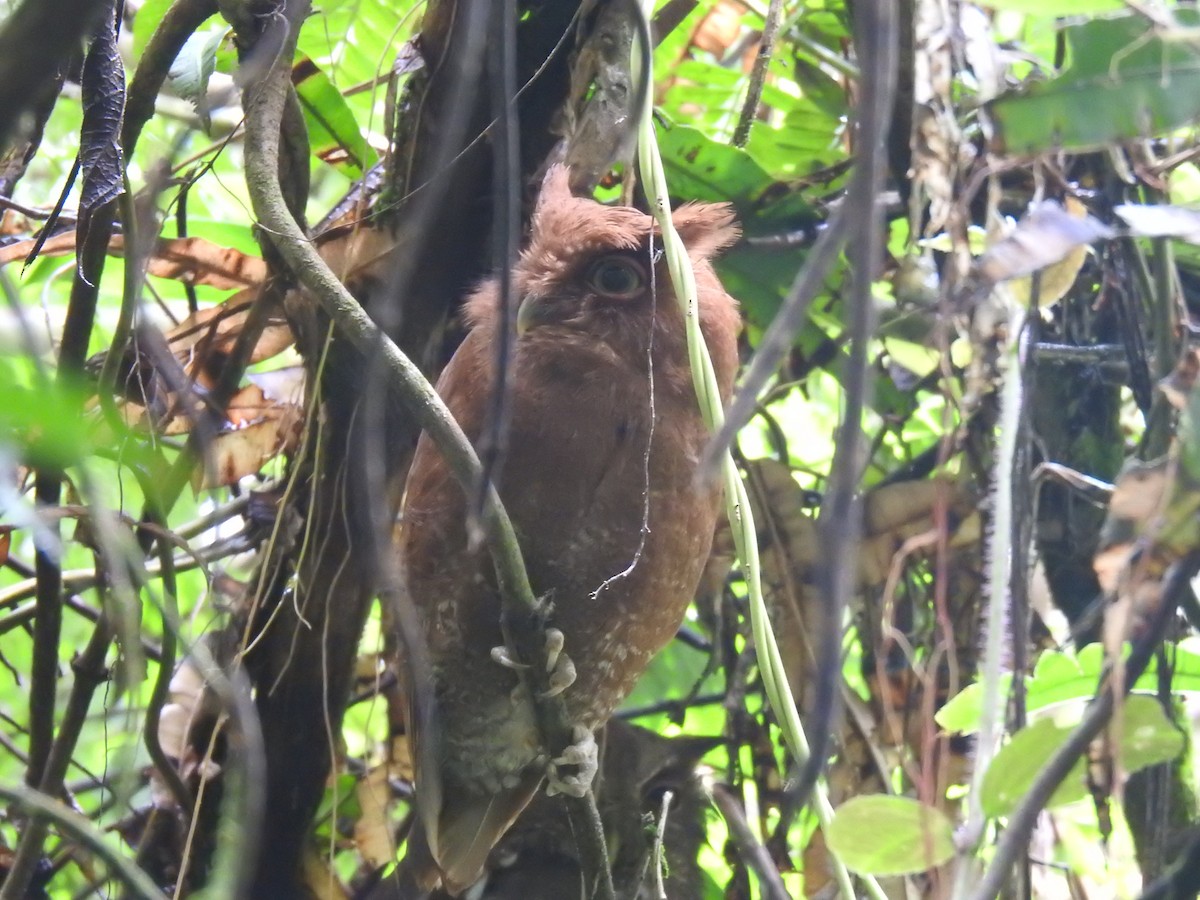 Choco Screech-Owl - ML635759307