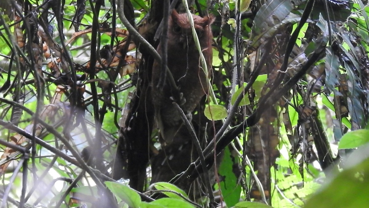 Choco Screech-Owl - ML635759309