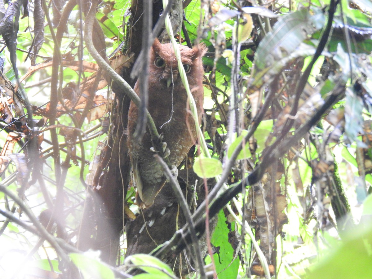 Choco Screech-Owl - ML635759310