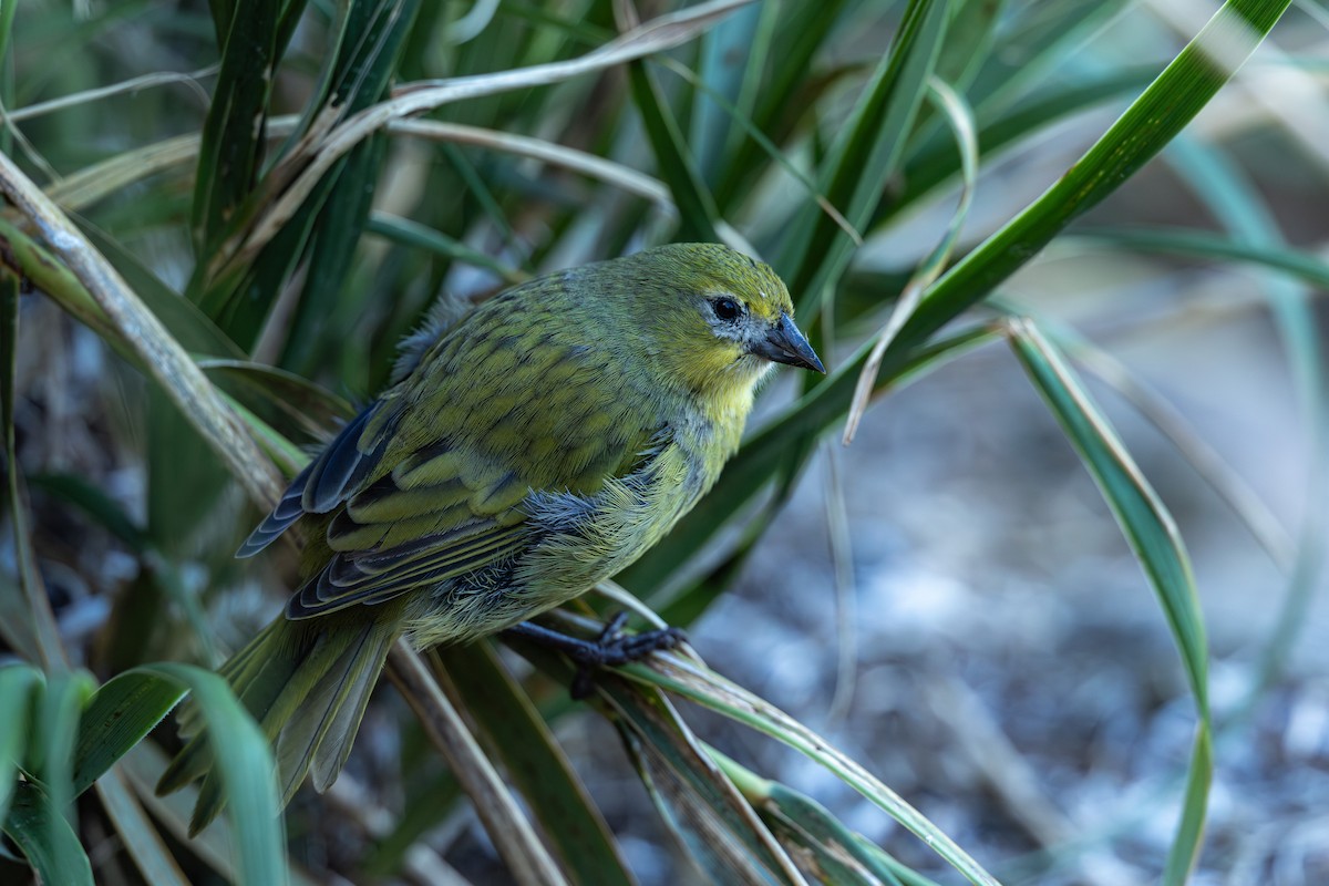 Nightingale Island Finch - ML635759354