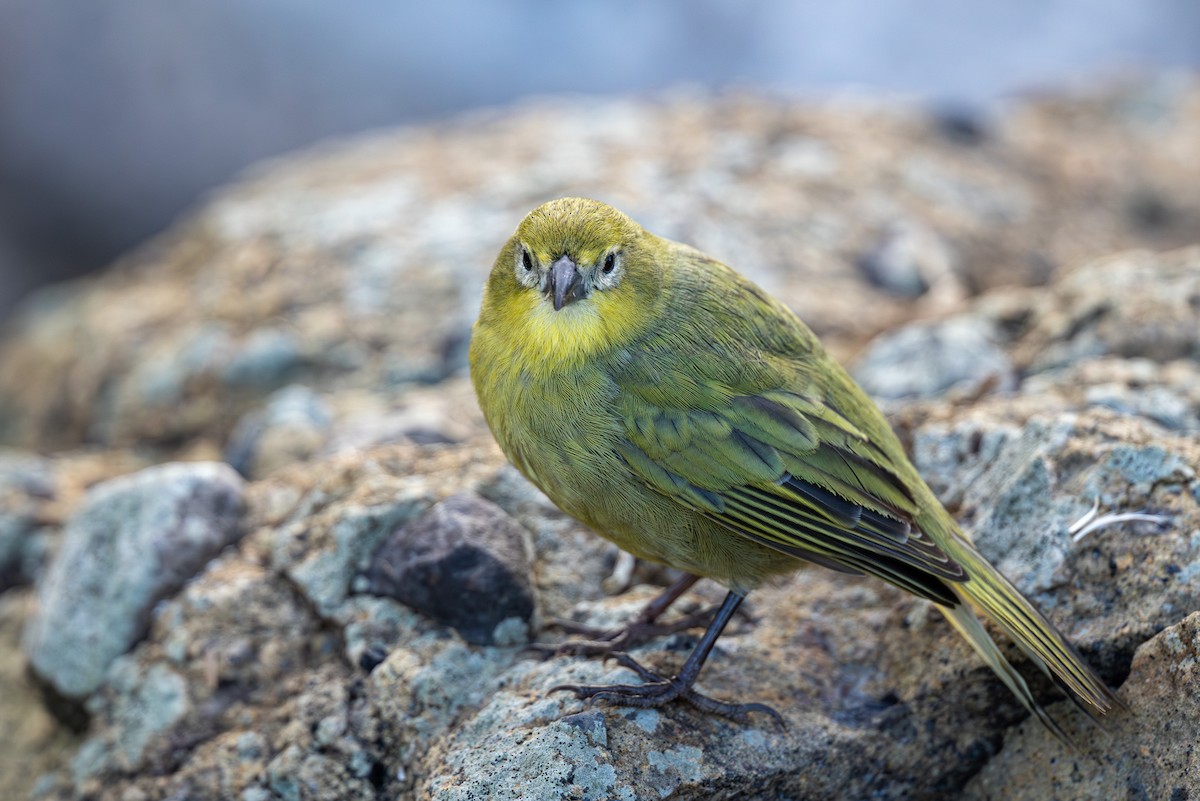Nightingale Island Finch - ML635759355