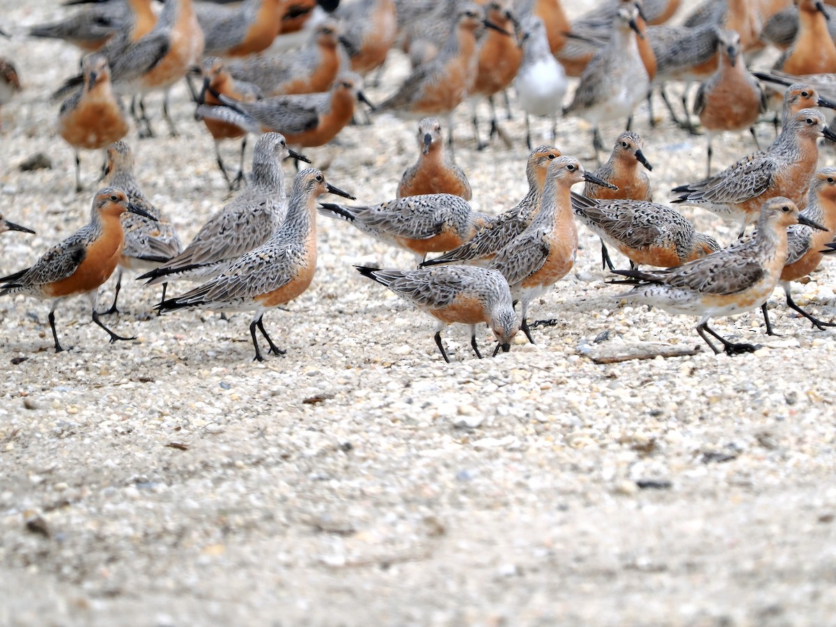 Red Knot - ML635759361