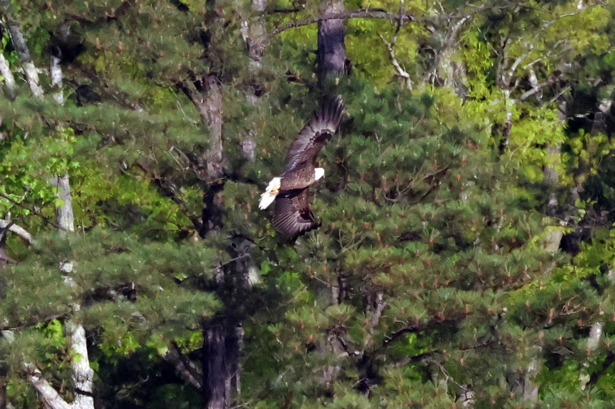 Bald Eagle - ML635759365