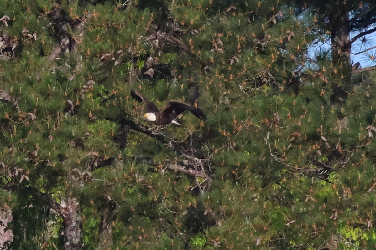 Bald Eagle - ML635759366