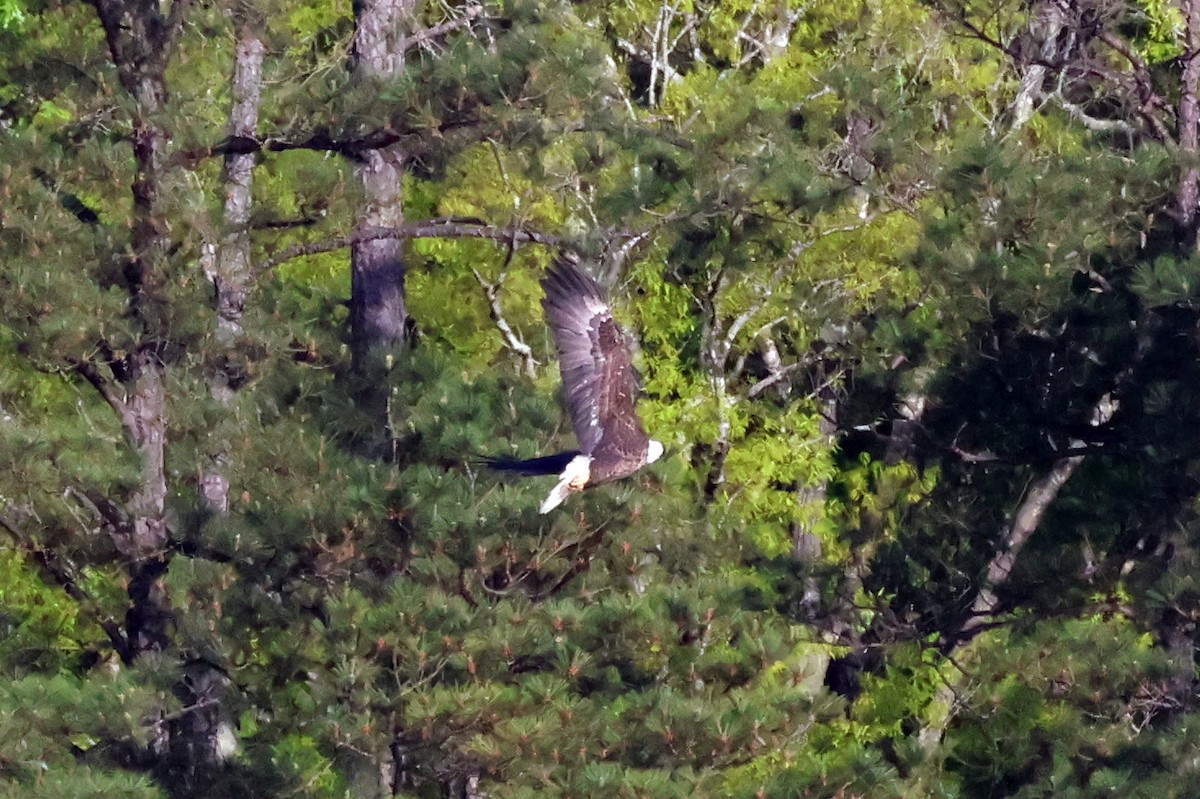 Bald Eagle - ML635759367