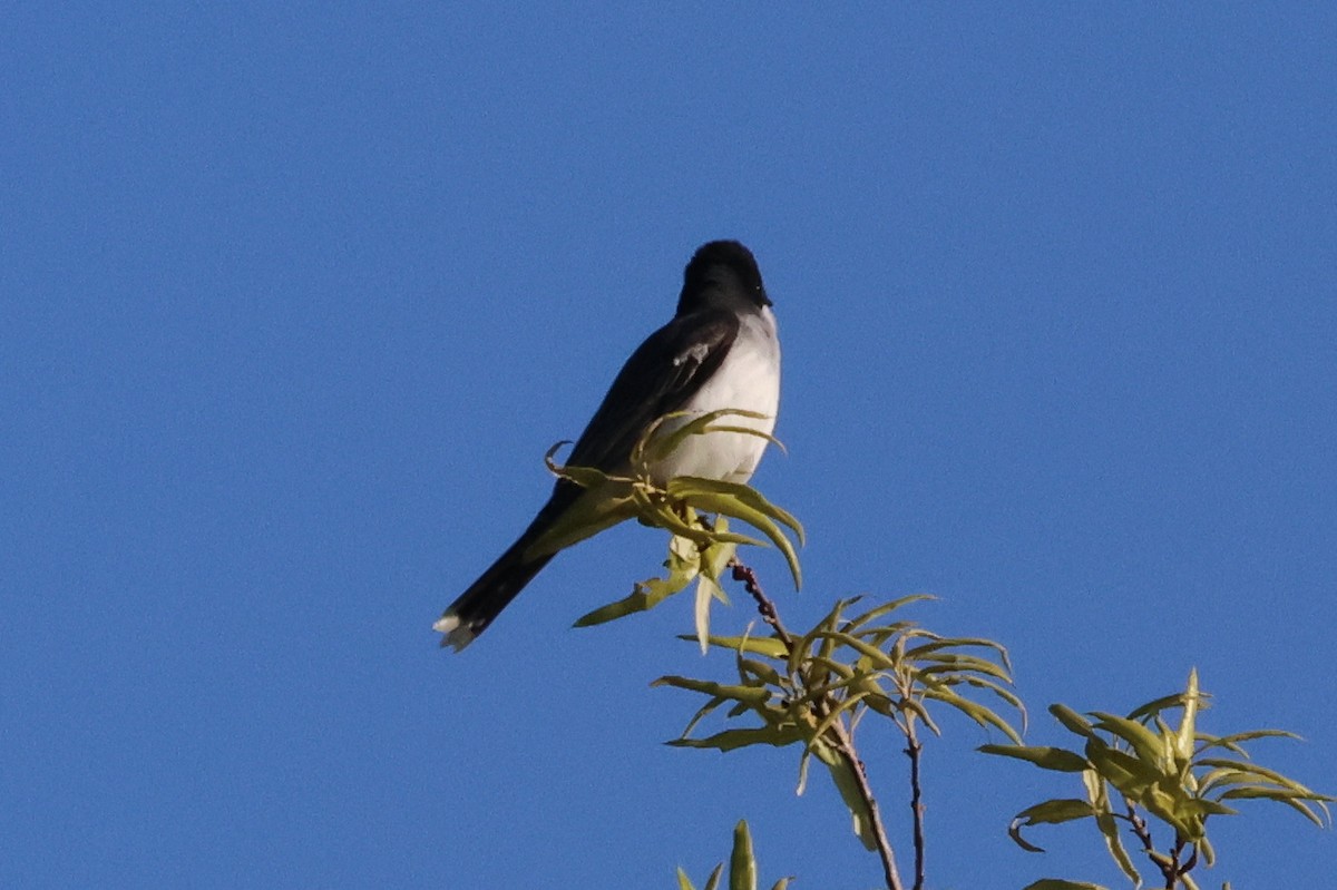 Eastern Kingbird - ML635759371