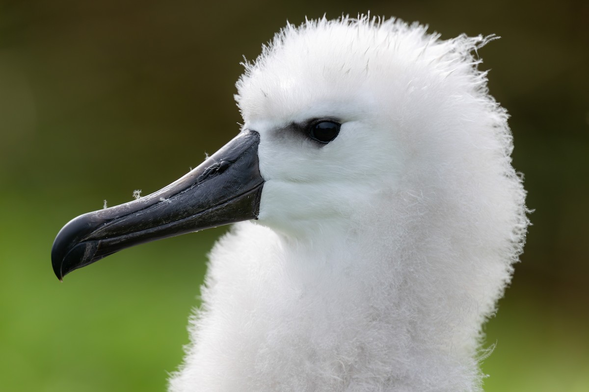 Atlantic Yellow-nosed Albatross - ML635759400