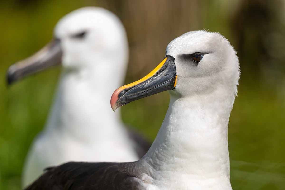 Atlantic Yellow-nosed Albatross - ML635759401