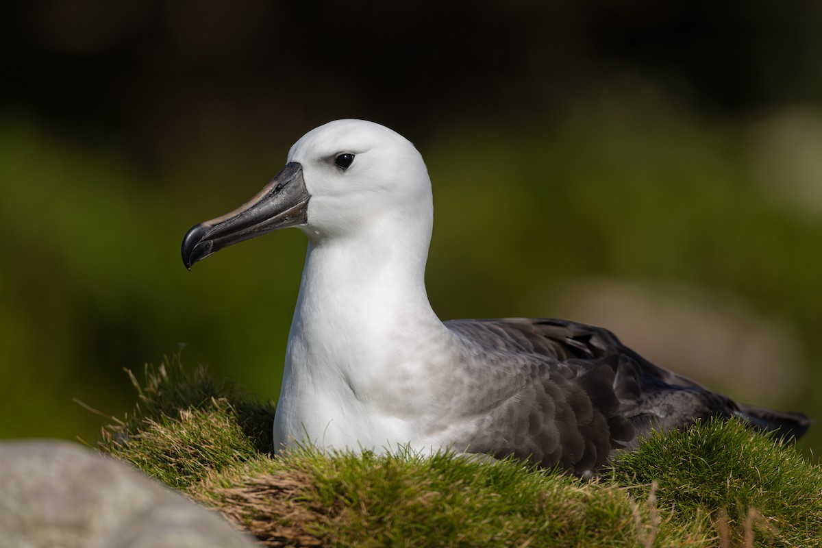 Atlantic Yellow-nosed Albatross - ML635759402