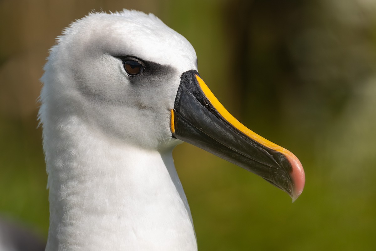 Atlantic Yellow-nosed Albatross - ML635759403