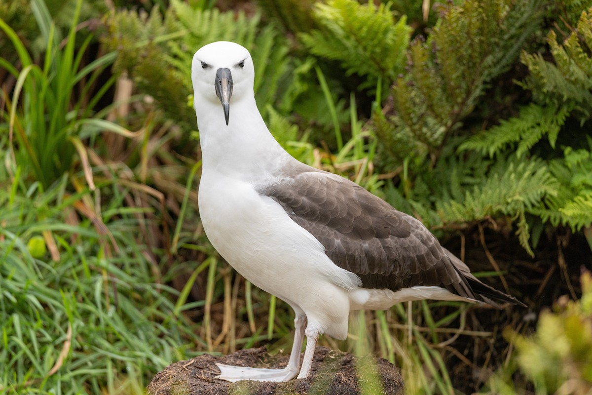 Atlantic Yellow-nosed Albatross - ML635759410
