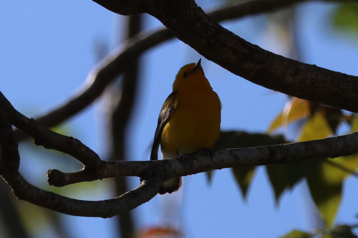 Prothonotary Warbler - ML635759468
