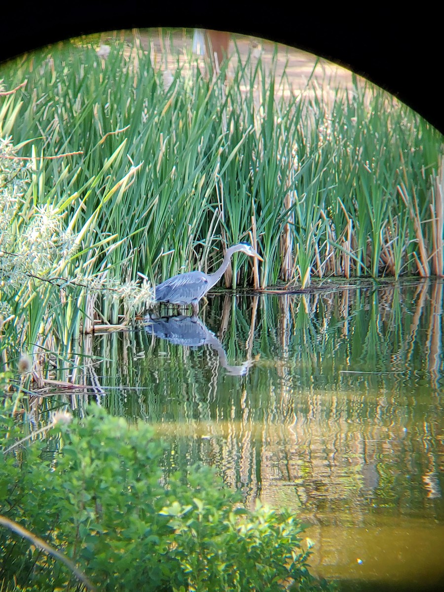 Great Blue Heron - ML635759475