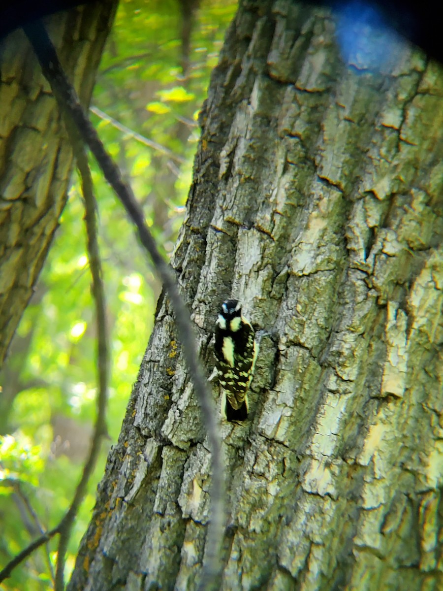 Downy Woodpecker - ML635759493