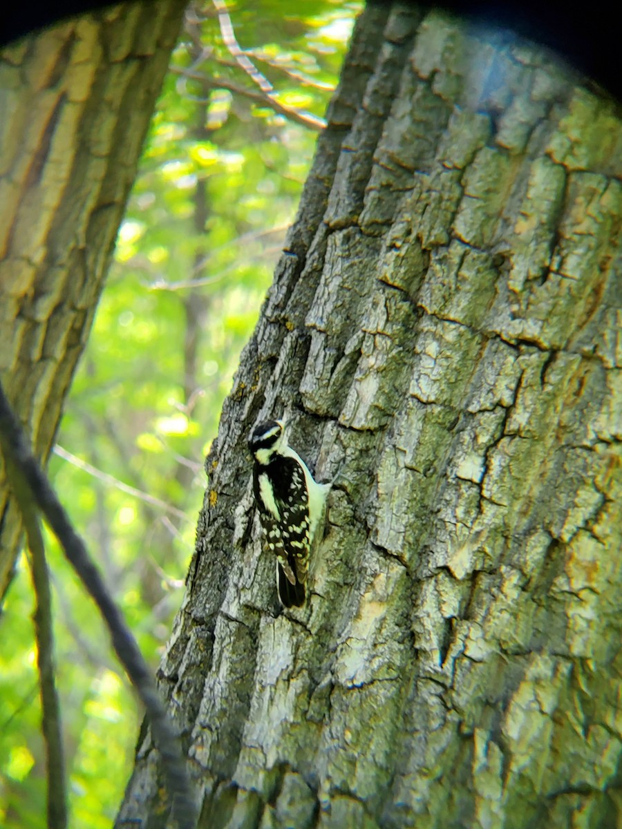 Downy Woodpecker - ML635759494