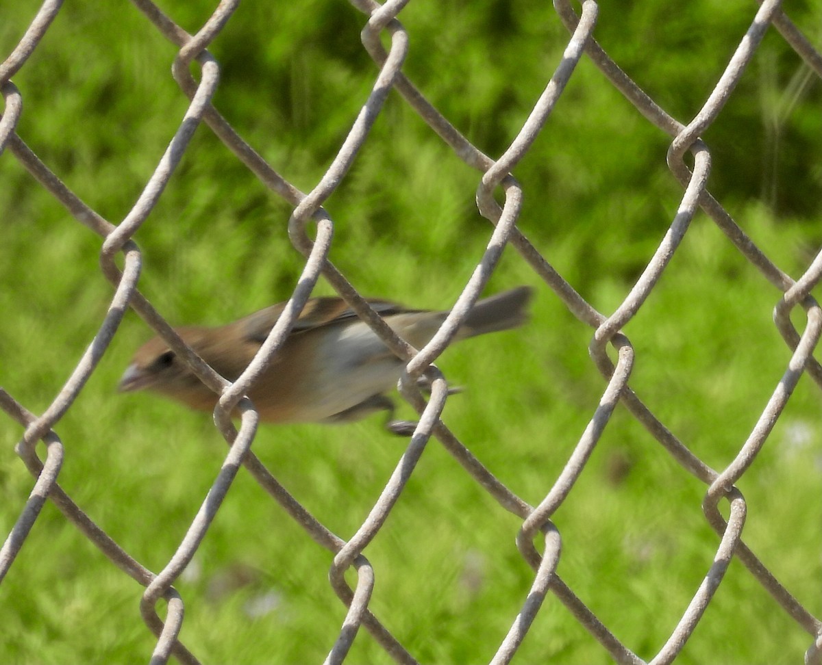 Lazuli Bunting - ML635759563
