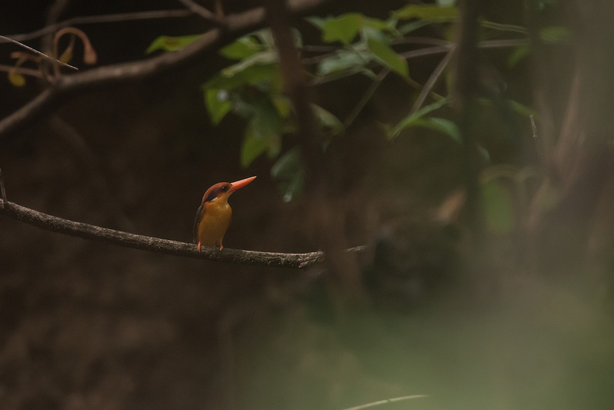 Black-backed Dwarf-Kingfisher - ML635759829