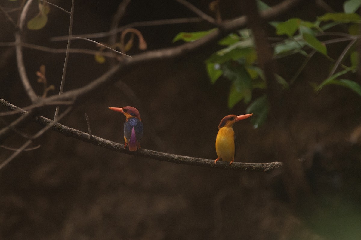 Black-backed Dwarf-Kingfisher - ML635759830