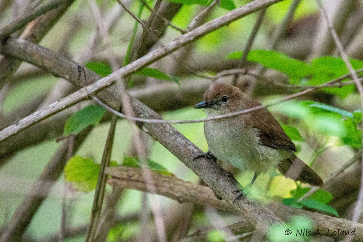 Northern Brownbul - ML635759845