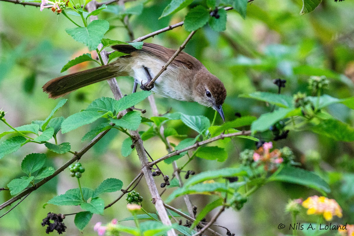Northern Brownbul - ML635759846