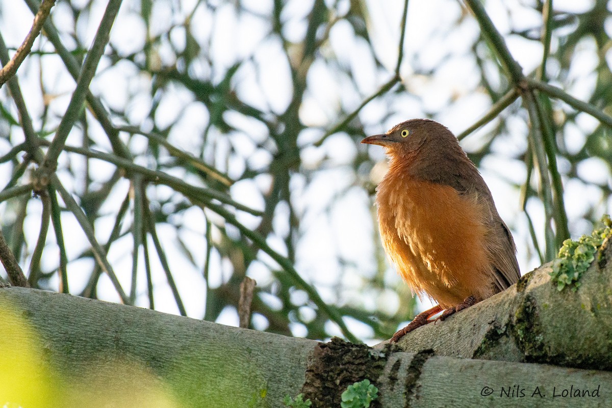 Rufous Chatterer - ML635759874