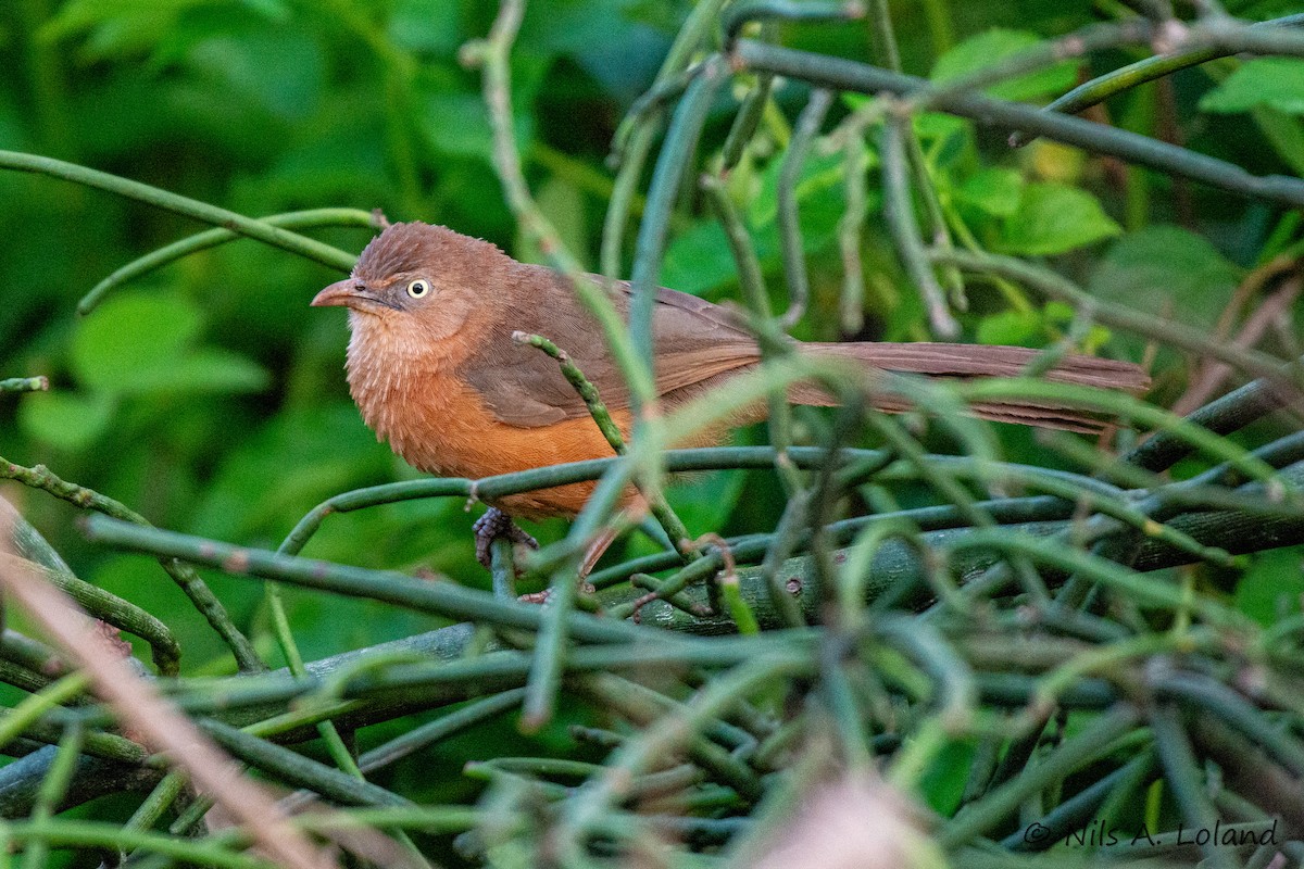 Rufous Chatterer - ML635759875
