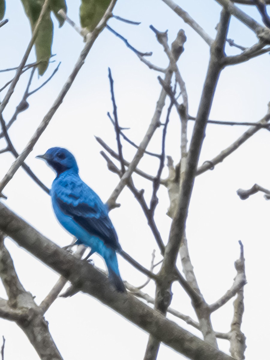 Blue Cotinga - ML635759879