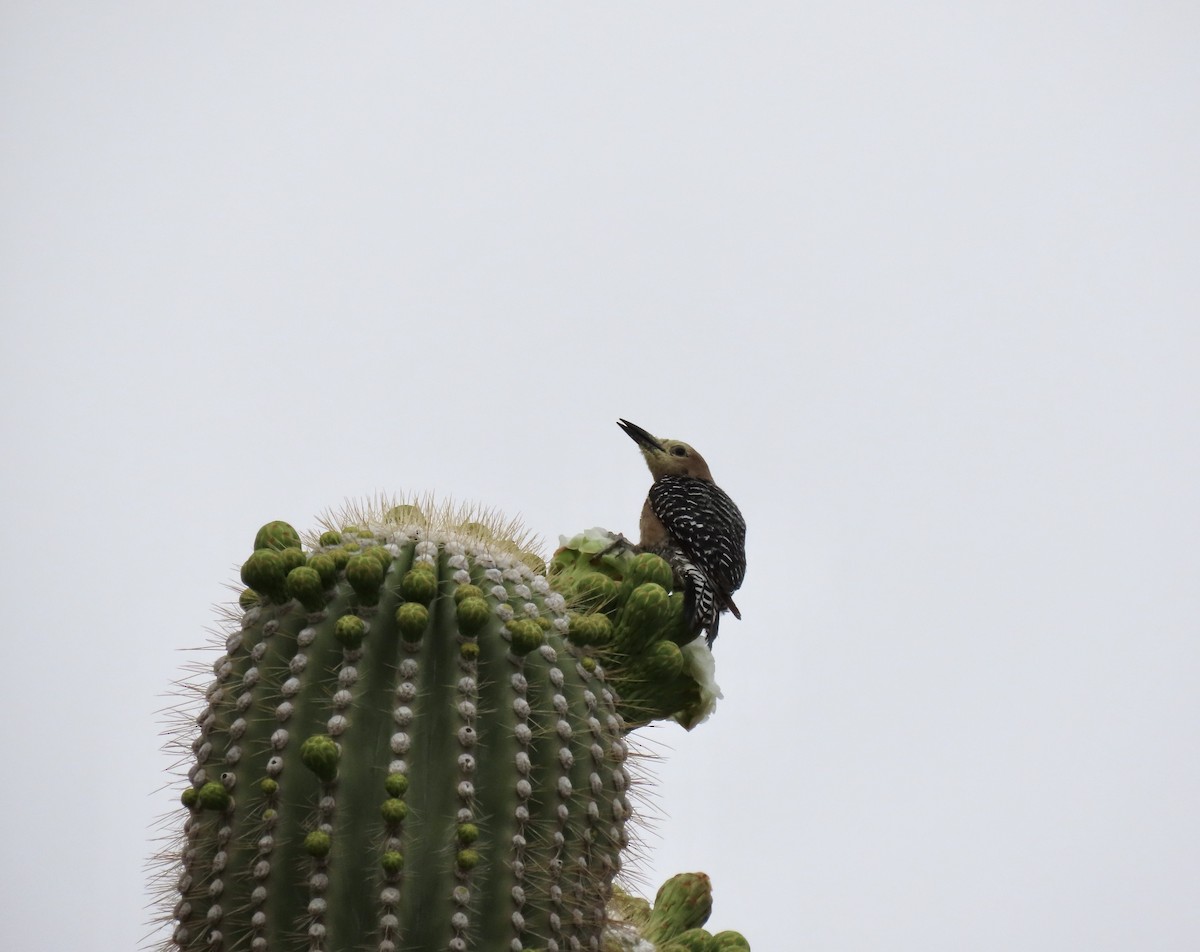 Gila Woodpecker - ML635759954