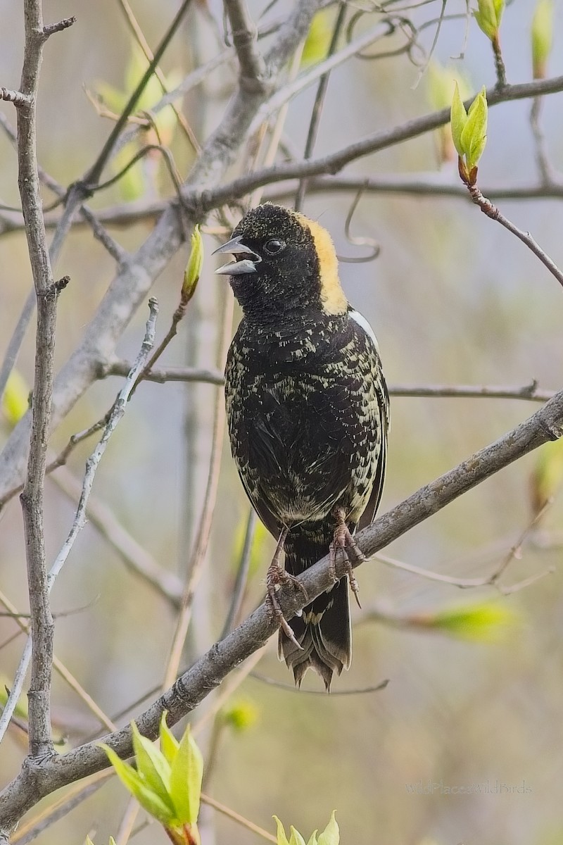 Bobolink - ML635760048