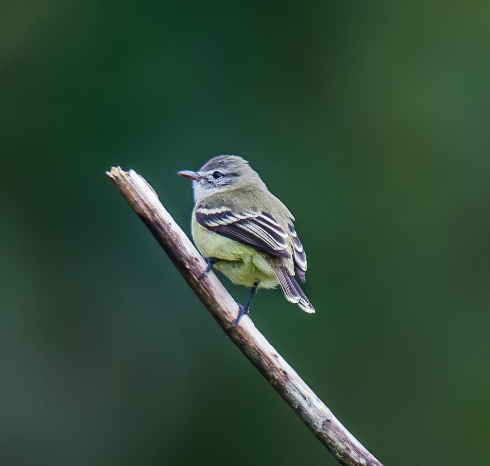 Tyranneau passegris - ML635760082