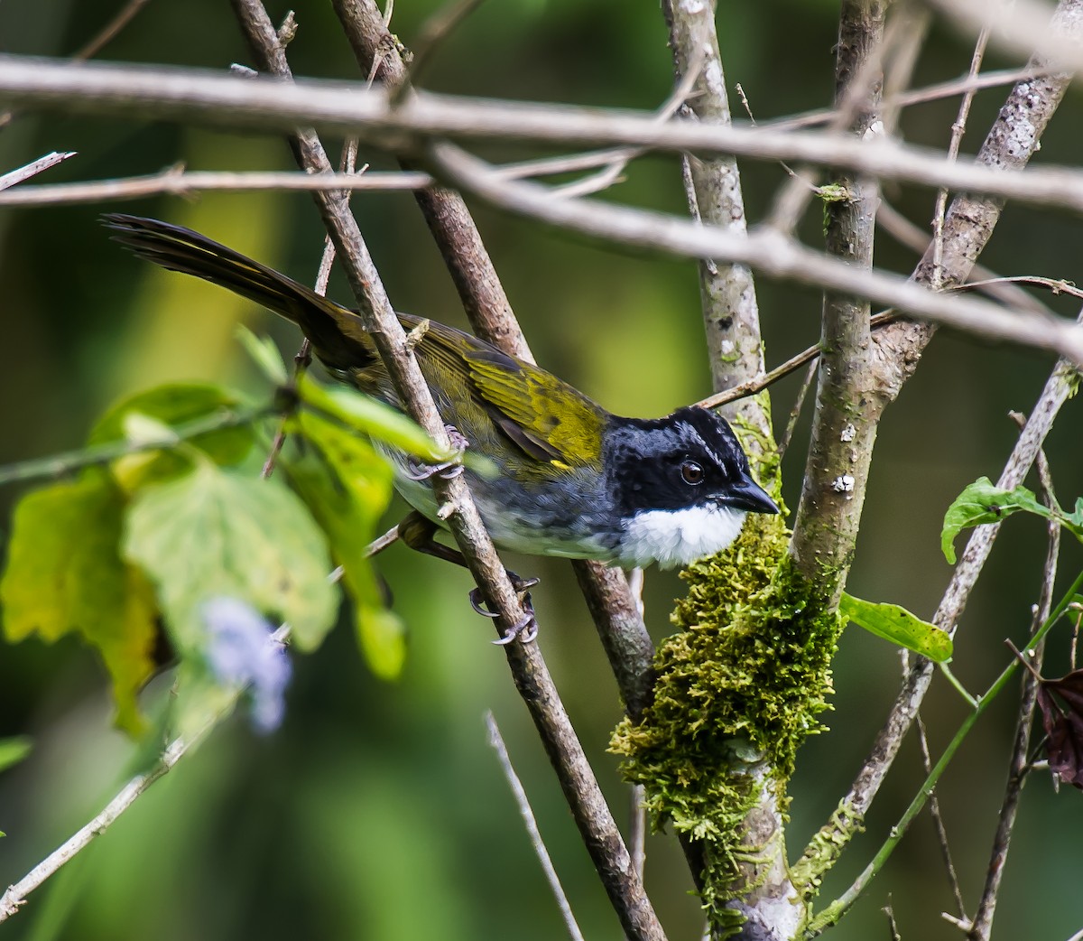 Costa Rican Brushfinch - ML635760119
