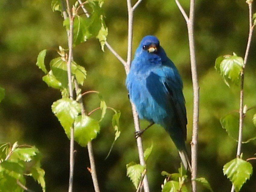 Indigo Bunting - ML635760188