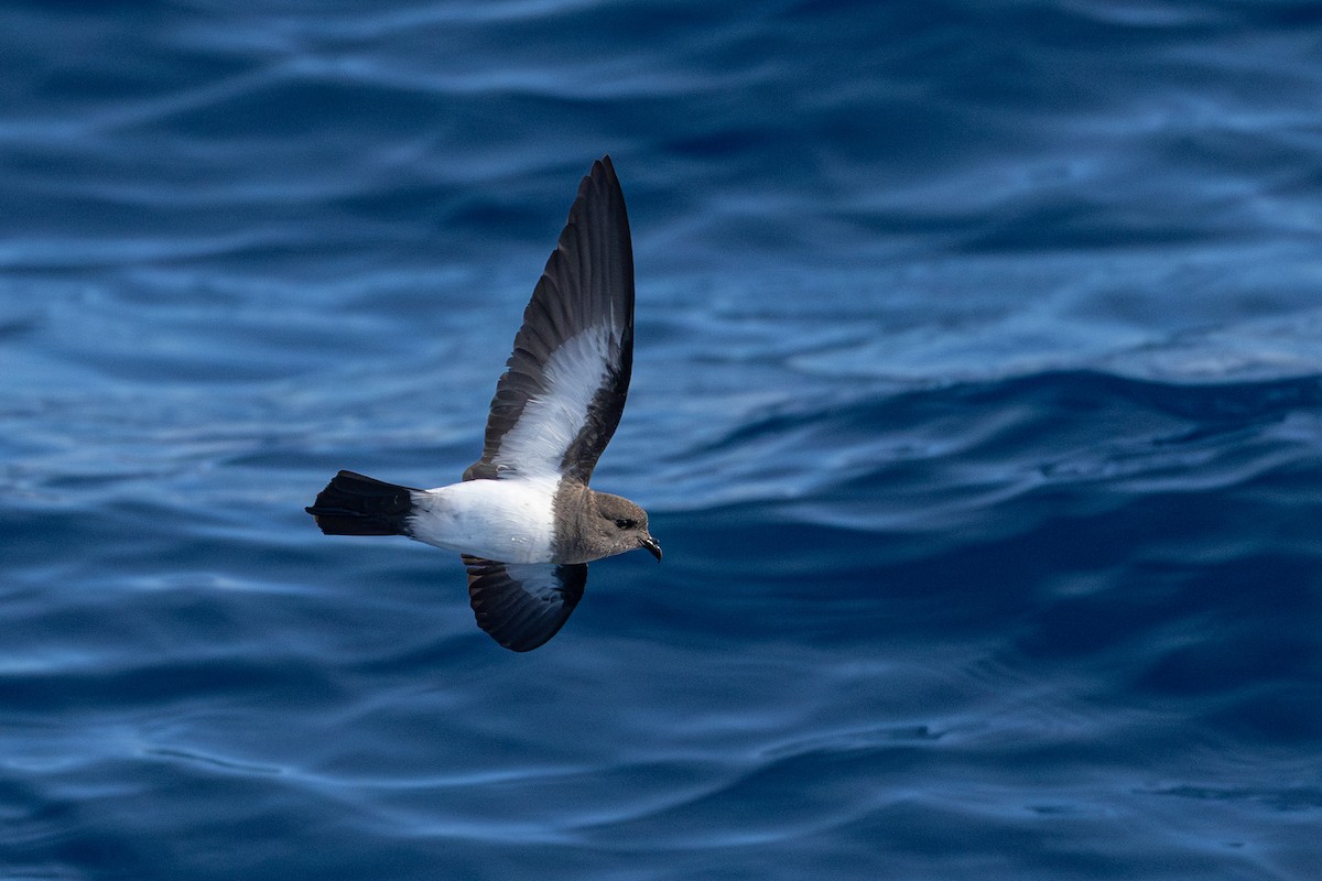White-bellied Storm-Petrel - ML635760339