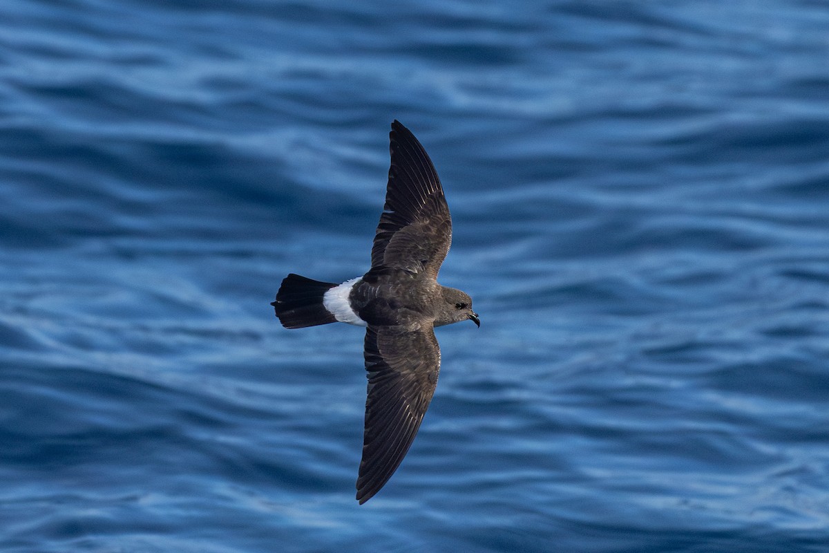 White-bellied Storm-Petrel - ML635760340