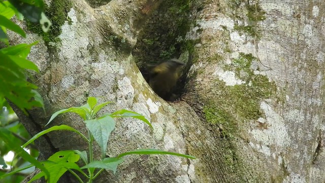 Kikuyu Mountain Greenbul - ML635760424