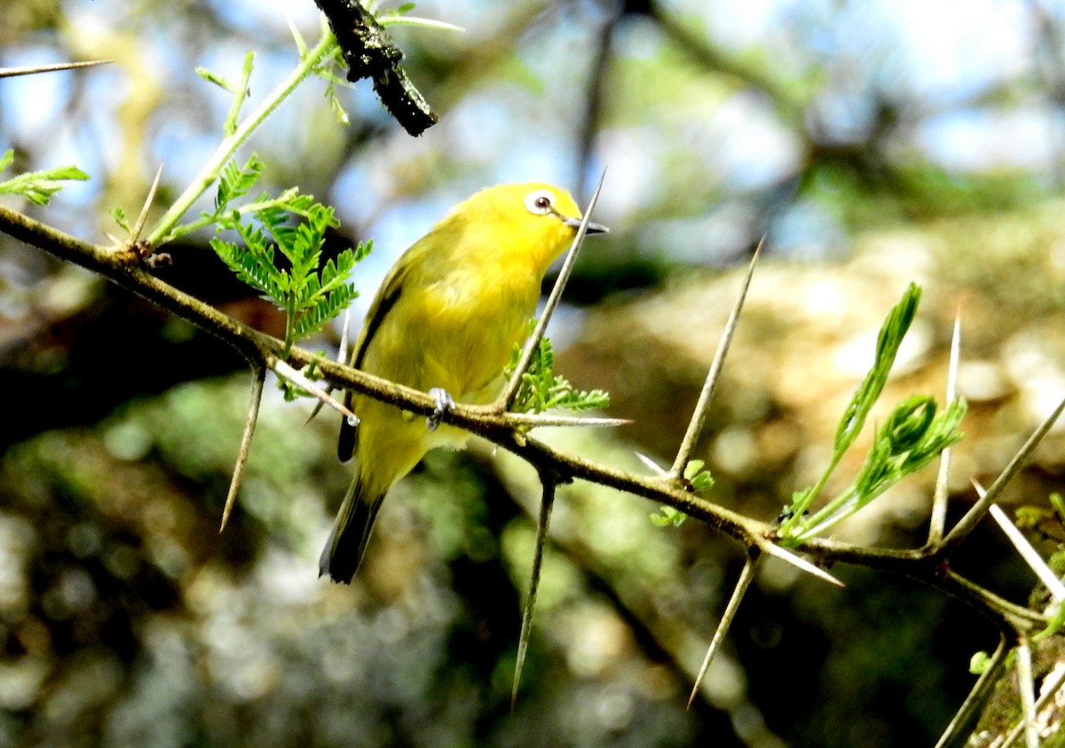 Green White-eye - ML635760450