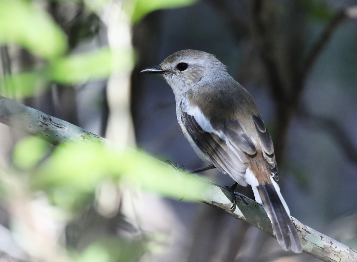 Madagascar Magpie-Robin - ML635760562