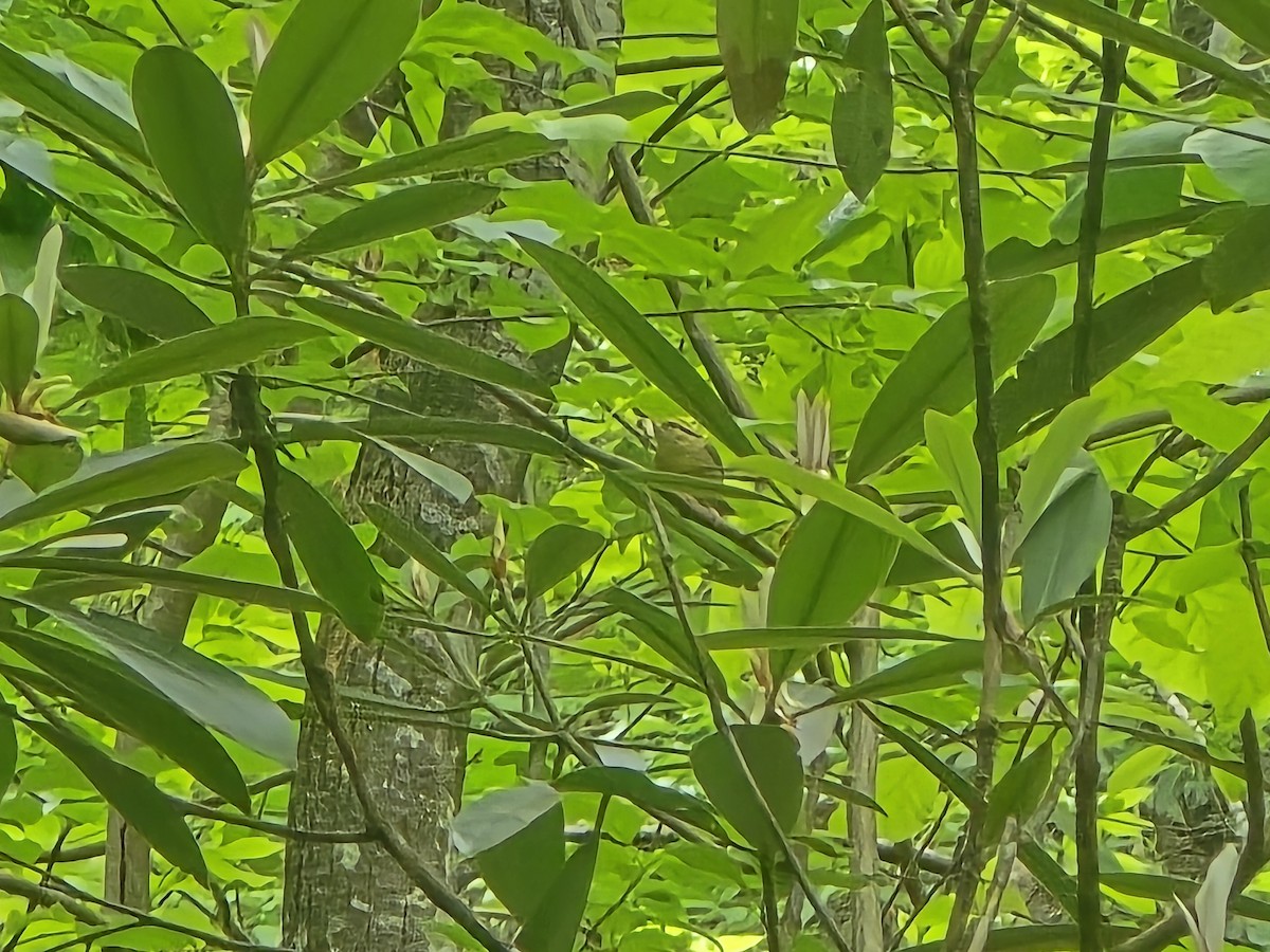 Worm-eating Warbler - ML635760615
