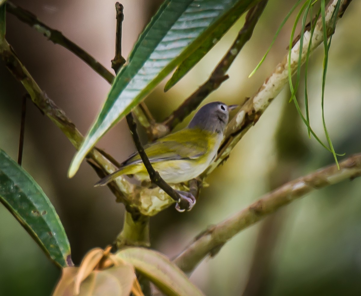 Lesser Greenlet - ML635760634