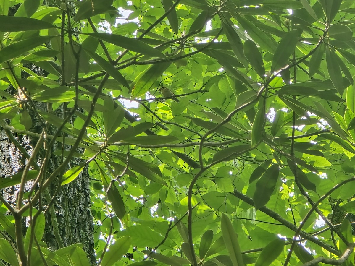 Worm-eating Warbler - ML635760635
