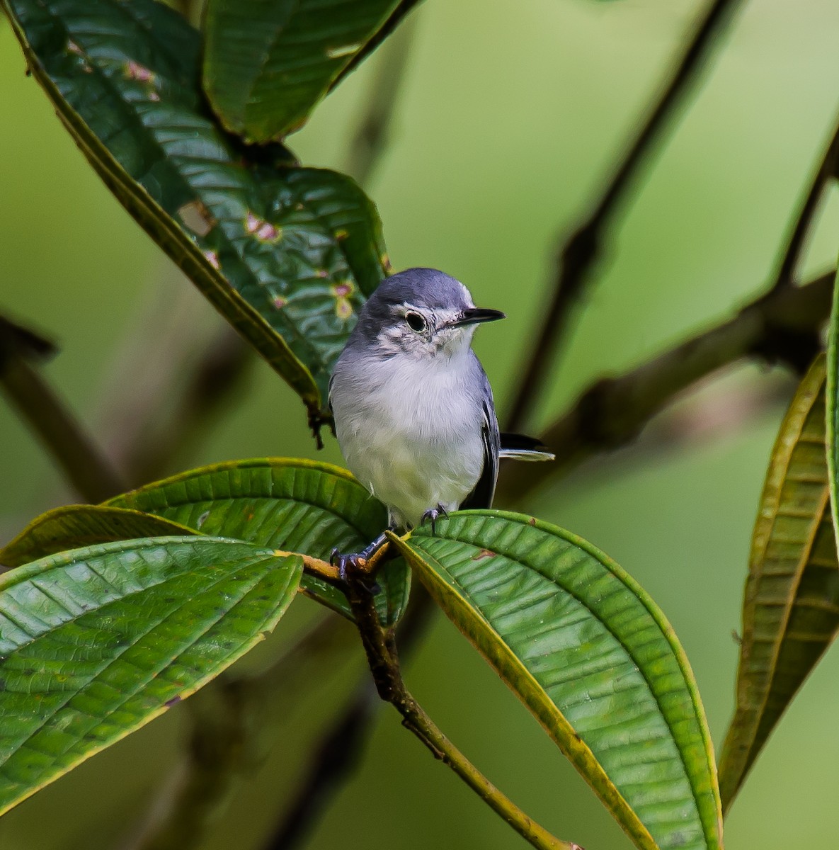 White-browed Gnatcatcher - ML635760637