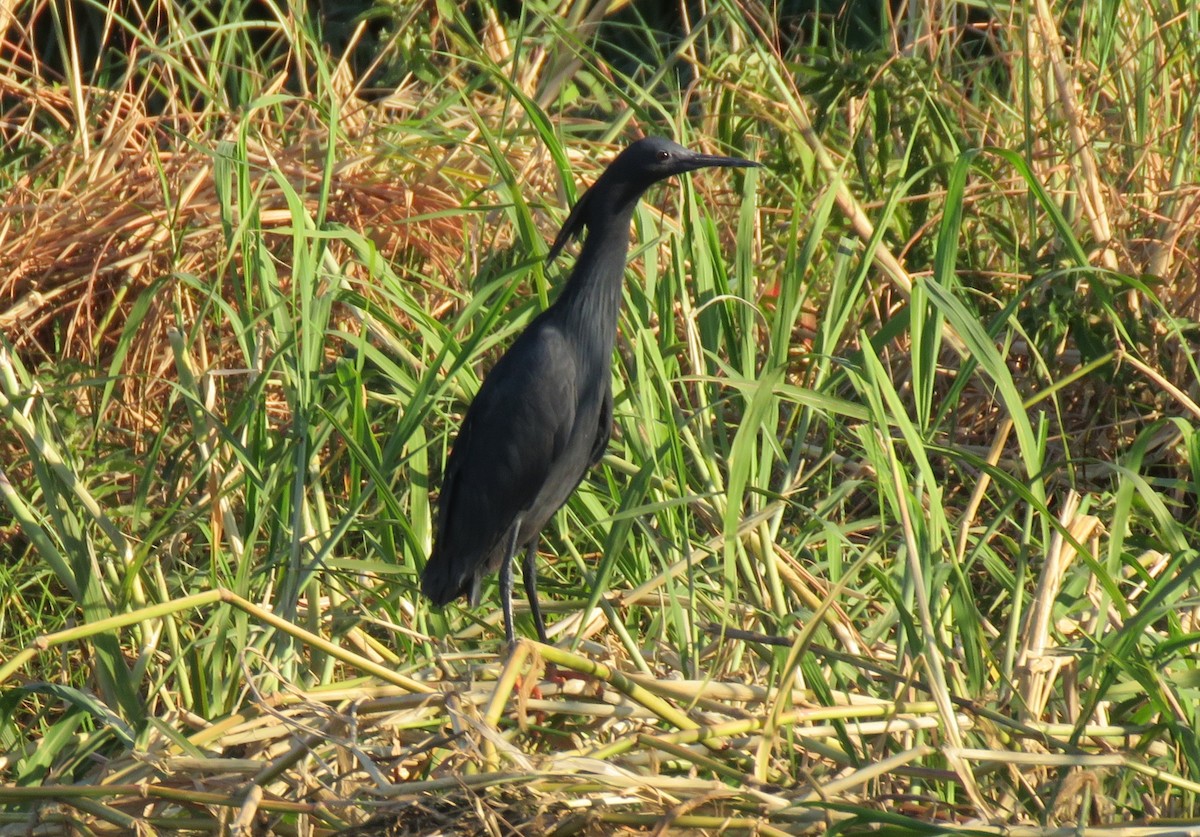 Black Heron - ML635760649